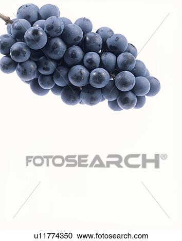 Grape, Muscat Belly A, View Large Photo Image Stock Image - Grape, Muscat Belly A,. Fotosearch