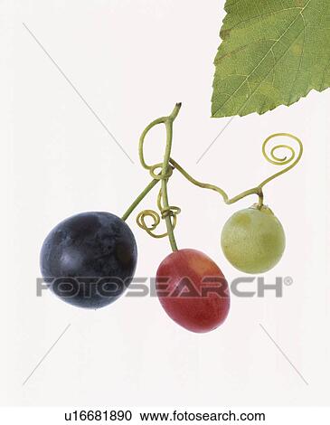 Stock Image - Grape. Fotosearch