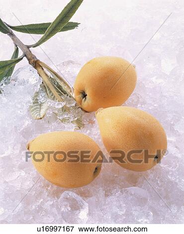 Loquat View Large Photo Image Stock Photo - Loquat. Fotosearch