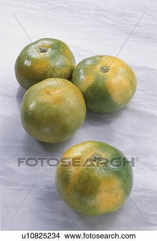 Mandarin Orange, Blue, View Large Photo Image Picture - Mandarin Orange, Blue,. Fotosearch