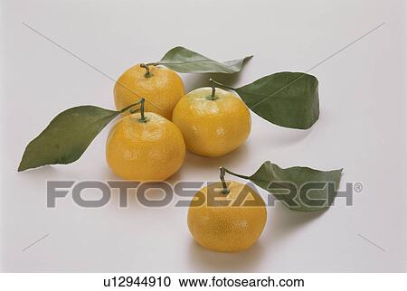 Mandarin Orange View Large Photo Image Stock Image - Mandarin Orange. Fotosearch