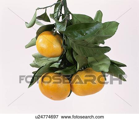 Stock Photo - Mandarin Orange. Fotosearch