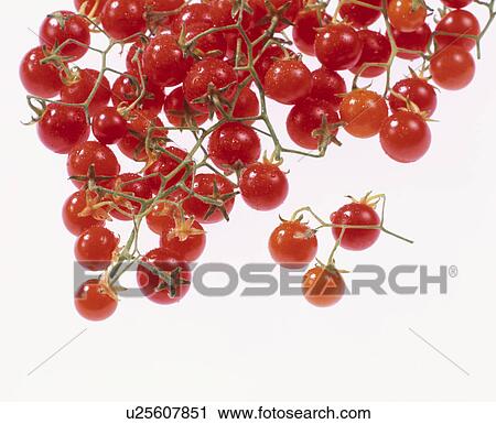 Micro Tomato View Large Photo Image Stock Image - Micro Tomato. Fotosearch
