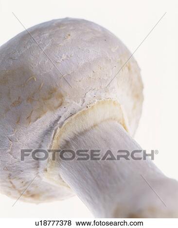 Stock Photo - Mushroom. Fotosearch