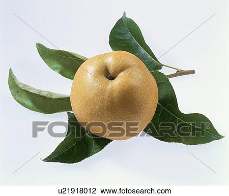 Pear, Housui View Large Photo Image Stock Image - Pear, Housui. Fotosearch