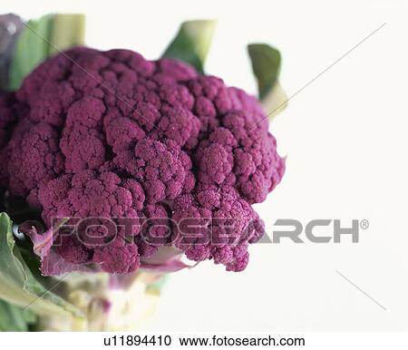Purple Cauliflower View Large Photo Image Stock Image - Purple Cauliflower. Fotosearch
