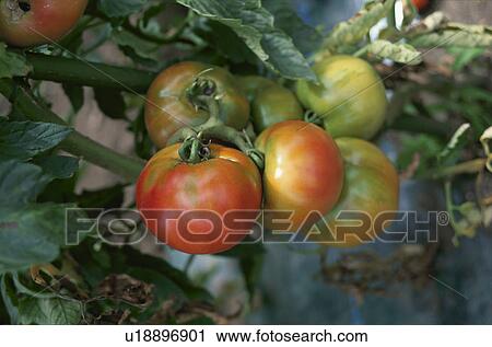 Stock Image - Tomato, Field,. Fotosearch