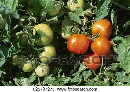 Stock Photography - Tomato, Field,. Fotosearch