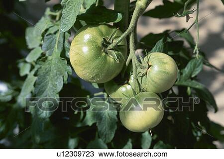 Stock Image - Tomato. Fotosearch