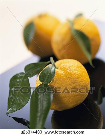 Yellow Yuzu Citron View Large Photo Image Stock Image - Yellow Yuzu Citron. Fotosearch