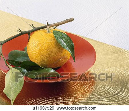 Yellow Yuzu Citron View Large Photo Image Stock Photo - Yellow Yuzu Citron. Fotosearch