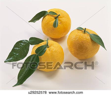 Yellow Yuzu Citron View Large Photo Image Stock Photo - Yellow Yuzu Citron. Fotosearch