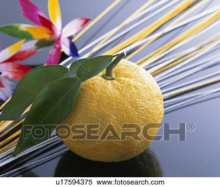 Yellow Yuzu Citron View Large Photo Image Stock Photography - Yellow Yuzu Citron. Fotosearch