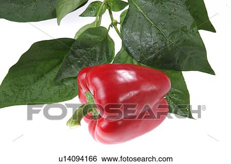 Color Green Pepper View Large Photo Image Stock Photograph - Color Green Pepper. Fotosearch