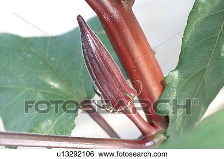 Stock Photograph - Red Okra. Fotosearch