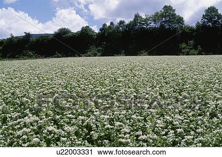 Flower Of Buckwheat View Large Photo Image Stock Image - Flower Of Buckwheat. Fotosearch