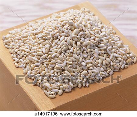 Grain-Of-Rice Barley View Large Photo Image Stock Photograph - Grain-Of-Rice Barley. Fotosearch