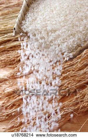Rice View Large Photo Image Picture - Rice. Fotosearch
