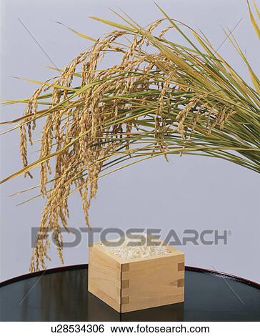 Rice View Large Photo Image Stock Photograph - Rice. Fotosearch