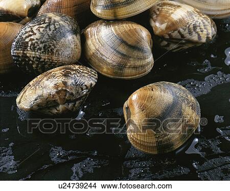 Picture - A Short-Neck Clam. Fotosearch