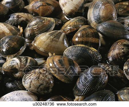 A Short-Neck Clam View Large Photo Image Stock Photograph - A Short-Neck Clam. Fotosearch