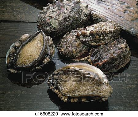 Abalone View Large Photo Image Stock Image - Abalone. Fotosearch