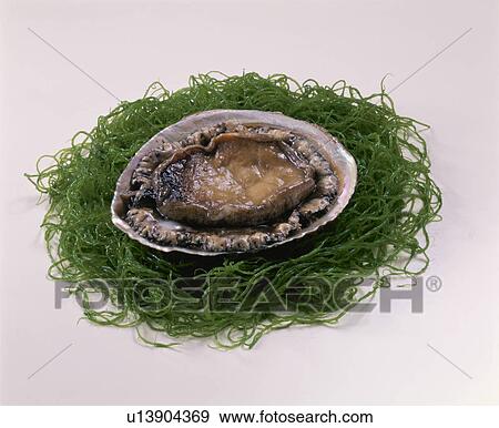 Abalone View Large Photo Image Stock Photo - Abalone. Fotosearch