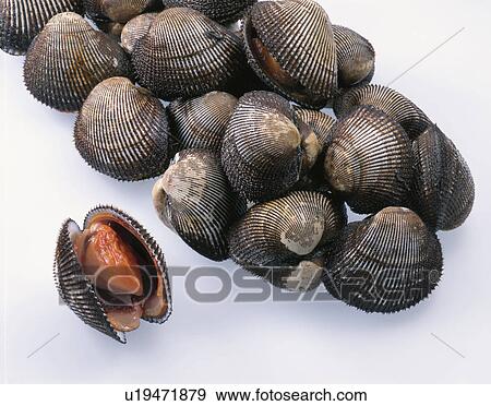 Stock Photo - Ark Shell. Fotosearch