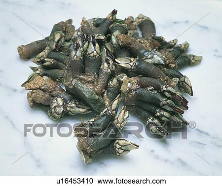Stock Image - Barnacle. Fotosearch