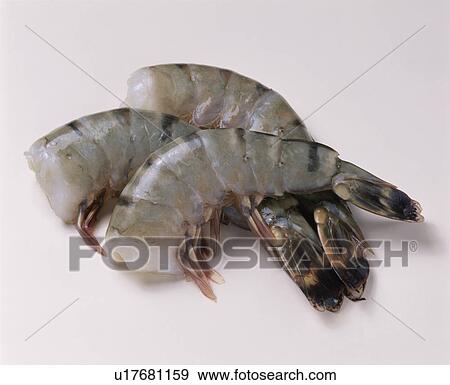 Black Tiger View Large Photo Image Stock Photo - Black Tiger. Fotosearch
