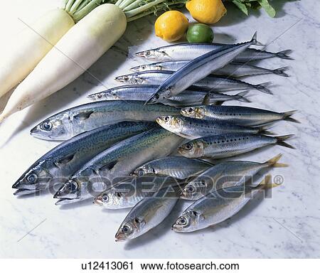 Blue-Skinned Fish Set View Large Photo Image Stock Image - Blue-Skinned Fish Set. Fotosearch