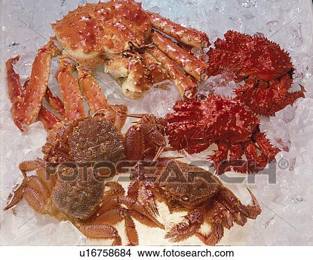 Picture - Crab. Fotosearch