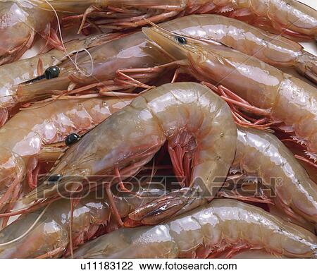 Fleshy Prawn View Large Photo Image Stock Image - Fleshy Prawn. Fotosearch