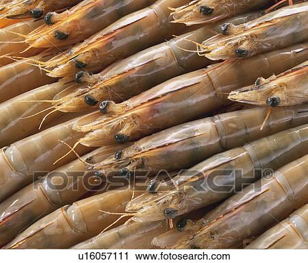 Stock Image - Fleshy Prawn, White,. Fotosearch
