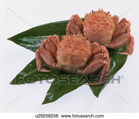 Stock Photograph - Hairy Crab. Fotosearch