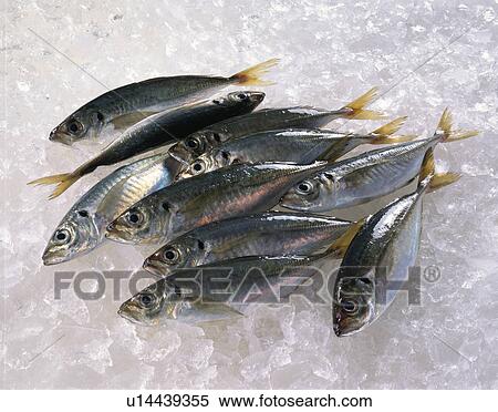 Stock Photography - Jack Mackerel. Fotosearch