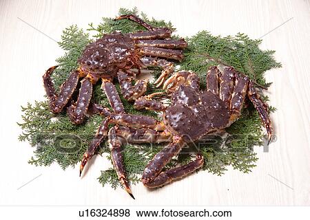 Stock Photo - King Crab. Fotosearch
