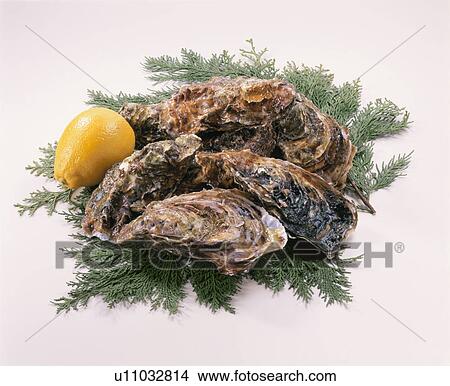 Oyster View Large Photo Image Picture - Oyster. Fotosearch