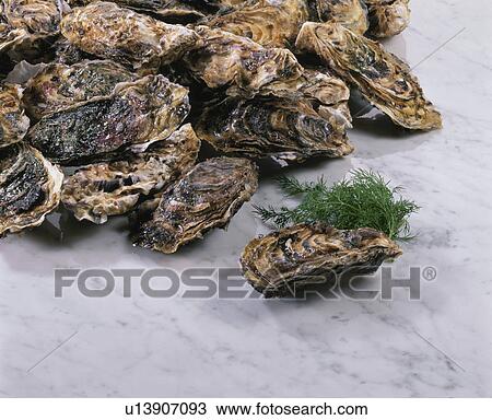Stock Image - Oyster. Fotosearch
