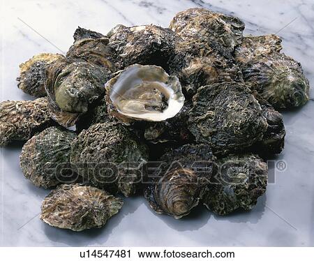 Stock Image - Oyster. Fotosearch