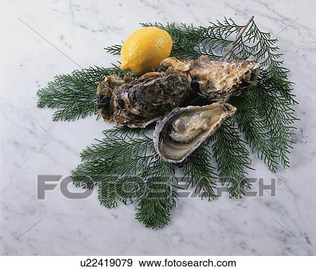 Oyster View Large Photo Image Stock Photo - Oyster. Fotosearch