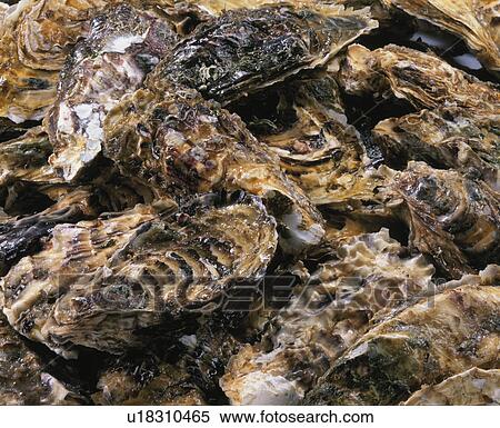 Stock Photography - Oyster. Fotosearch