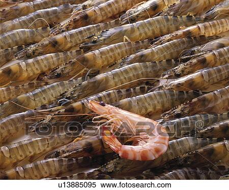 Stock Photography - Prawn. Fotosearch