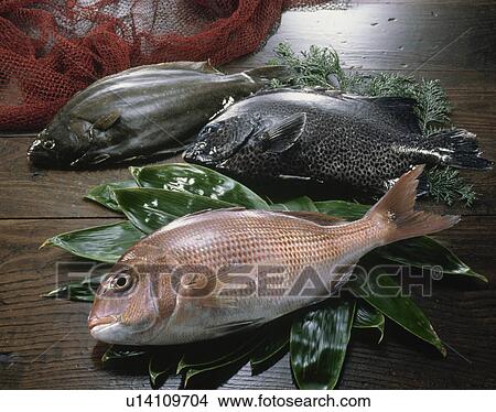 Red Sea Bream, Rock Porgy, Flounder View Large Photo Image Picture - Red Sea Bream, Rock Porgy, Flounder. Fotosearch