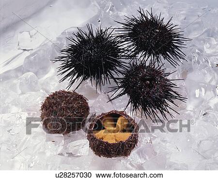 Stock Image - Sea Urchin. Fotosearch