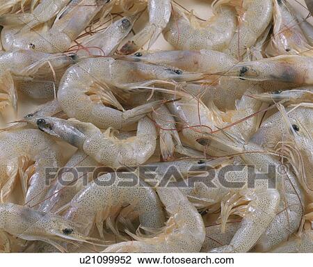 Shrimp View Large Photo Image Stock Image - Shrimp. Fotosearch