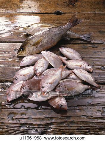 Stock Photo - Small Sea Bream. Fotosearch