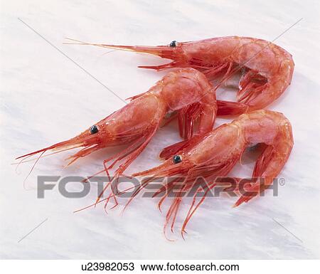 Stock Image - Small Shrimp. Fotosearch