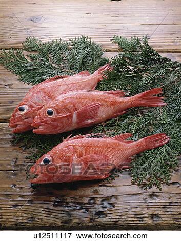 Snapper View Large Photo Image Stock Photo - Snapper. Fotosearch