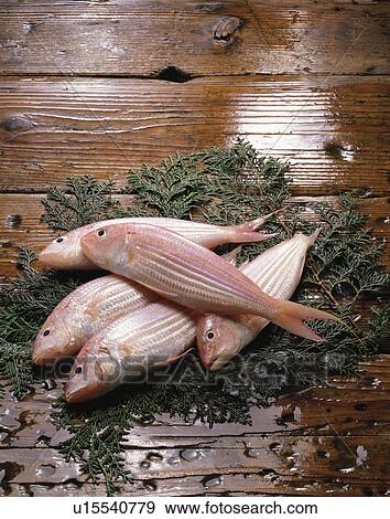 Snapper View Large Photo Image Stock Photo - Snapper. Fotosearch